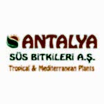 Antalya Süs Bitkileri